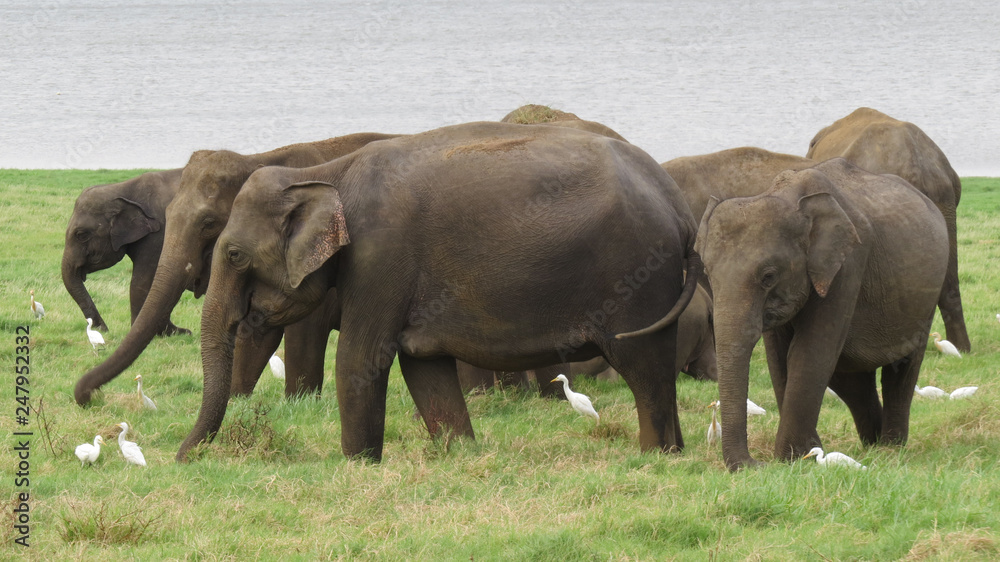 A herd of elephants in Minneriya national park