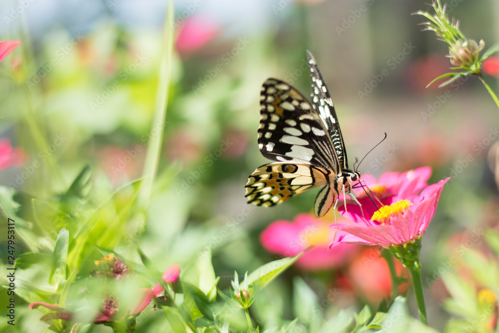  Butterflies in spring
