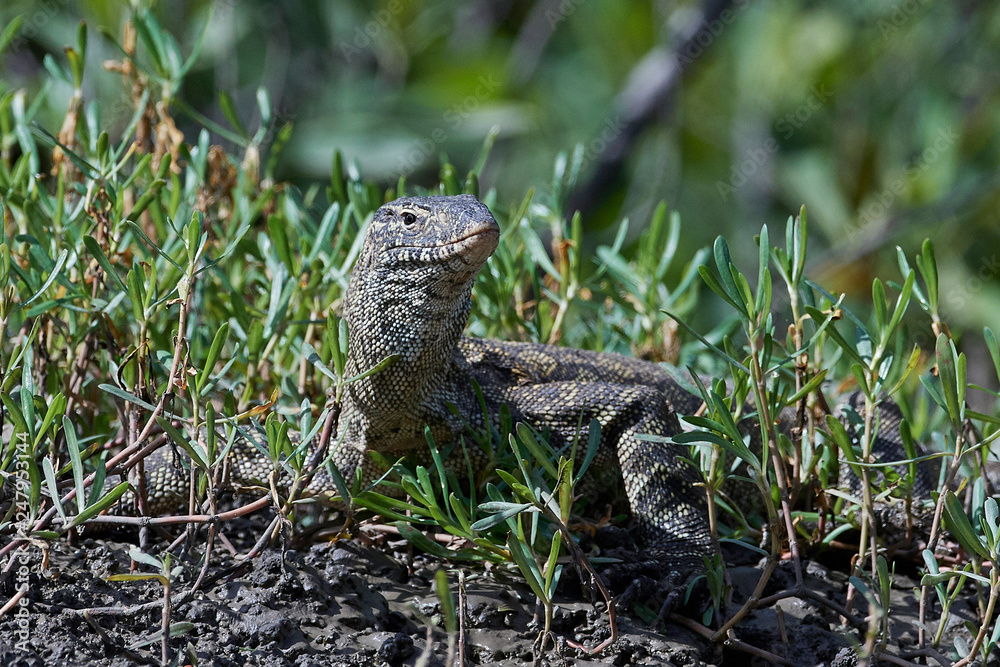 Nile monitor (Varanus niloticus) Nile monitor (Varanus niloticus)