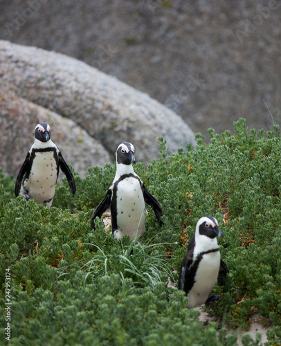 Three funny African penguin (Spheniscus demersus) on Boulders Beach near Cape Town South Africa walking between green bushes. penguins queue on the path. Focus on central penguin