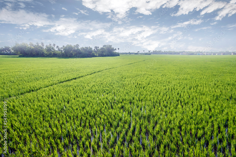 Rice field green grass blue sky cloud cloudy landscape background