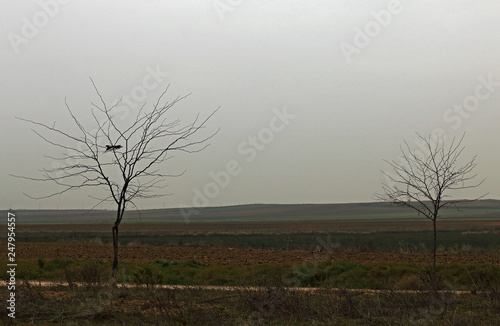 Tree without branches in field, a winter day