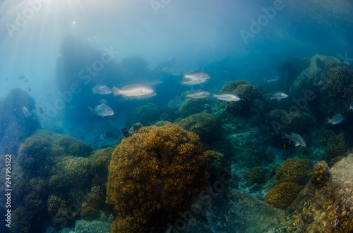 Coral reef scenics of the Sea of Cortez. Cabo Pulmo National Park, Baja California Sur, Mexico. The world's aquarium.
