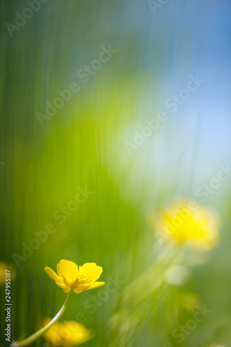 Buttercup (Ranunculus) flowers in the meadow. Selective focus and shallow depth of field.