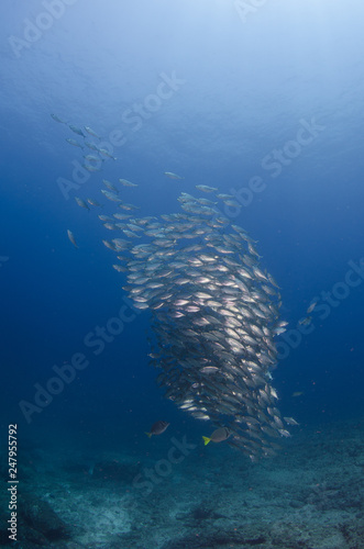 Baitball, Sea of Cortés, Baja California Sur. Mexico.