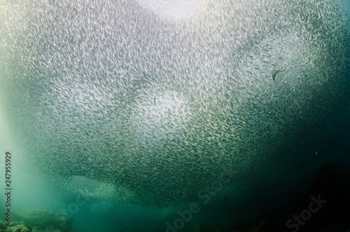 School of flatiron herring, islands of the Sea of Cortez, Mexico.