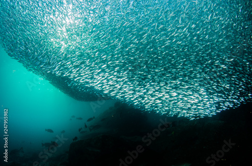 School of flatiron herring, islands of the Sea of Cortez, Mexico.