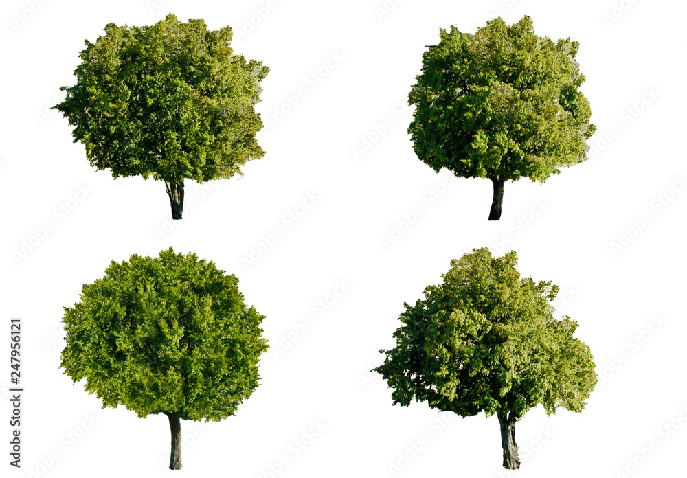 Fototapeta premium Isolated trees on white background