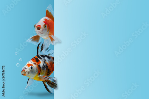 Mockup template with two fishes with open mouth looking out from a blank sheet of paper, Amazed astonished surprised shocked concept