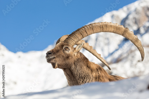 Magnifico ritratto di stambecco delle Alpi sulla neve (Capra ibex)