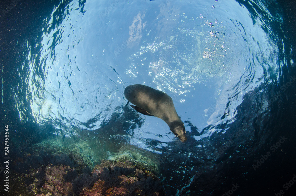 Fototapeta premium Californian sea lion (Zalophus californianus) swimming and playing in the reefs of los islotes in Espiritu Santo island at La paz,The world's aquarium. Baja California Sur,Mexico.