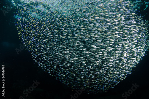 School of flatiron herring, islands of the Sea of Cortez, Mexico.