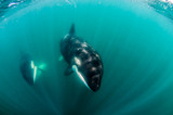 Orcas, Sea of Cortes. Mexico.