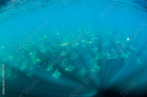 Mobula rays  sea of cortez  mexico