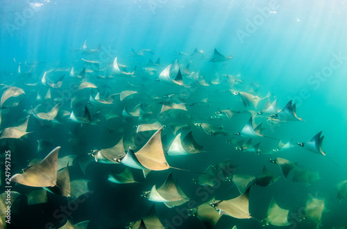 Fototapeta Naklejka Na Ścianę i Meble -  Mobula rays, sea of cortez, mexico
