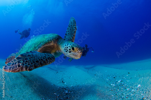 Sea turtle resting in the reefs of Cabo Pulmo National Park. Baja California Sur,Mexico.
