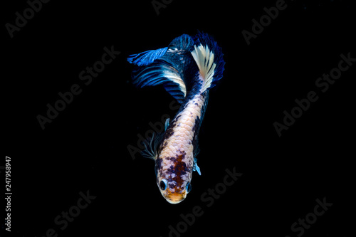 betta Fighting fish photo