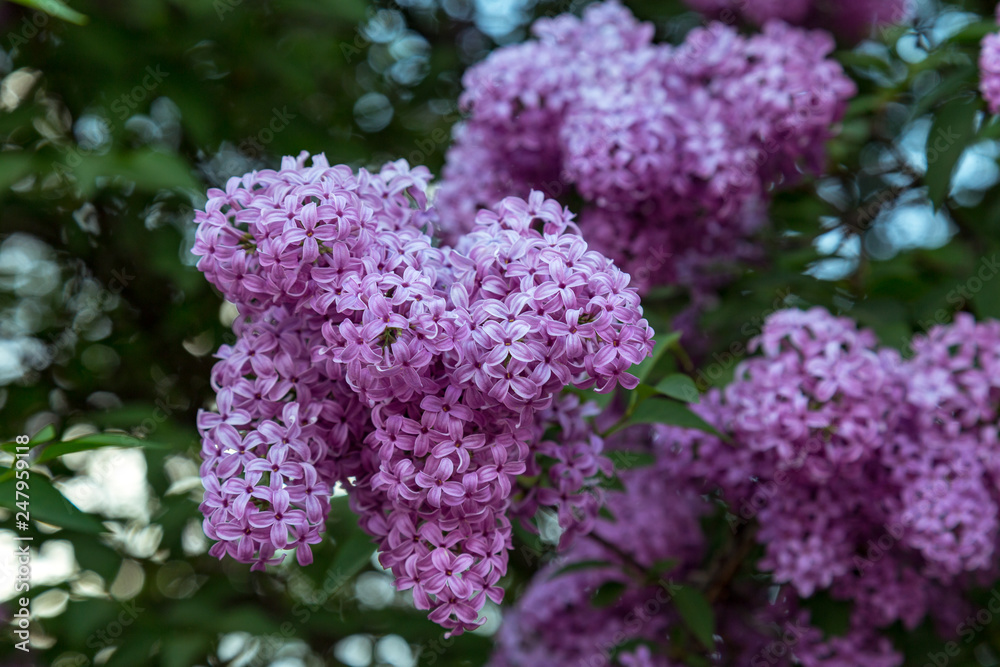 Lilac flowers closeup on a bush. Toned in blue Lilac flowers closeup on a bush. Toned in blue