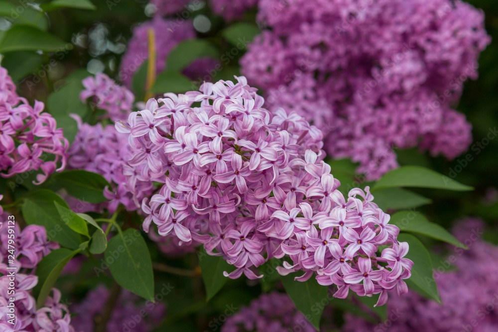 Lilac flowers closeup on a bush. Lilac flowers closeup on a bush.