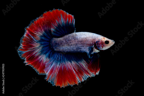 betta Fighting fish photo