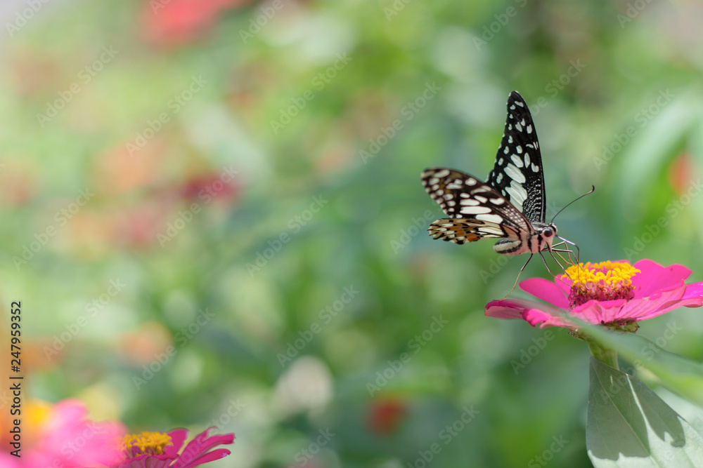 Naklejka premium Butterflies in spring