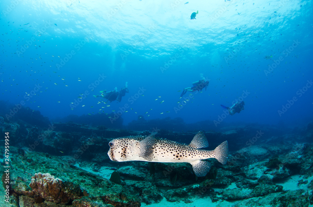 Fototapeta premium Reef fishes from the sea of cortez, mexico