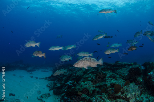 Reef fishes from the sea of cortez  mexico