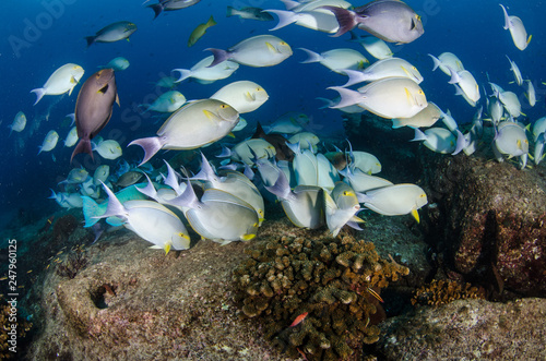 Fototapeta Naklejka Na Ścianę i Meble -  Surgeonfish. reefs of the Sea of Cortez, Pacific ocean. Cabo Pulmo, Baja California Sur, Mexico. 