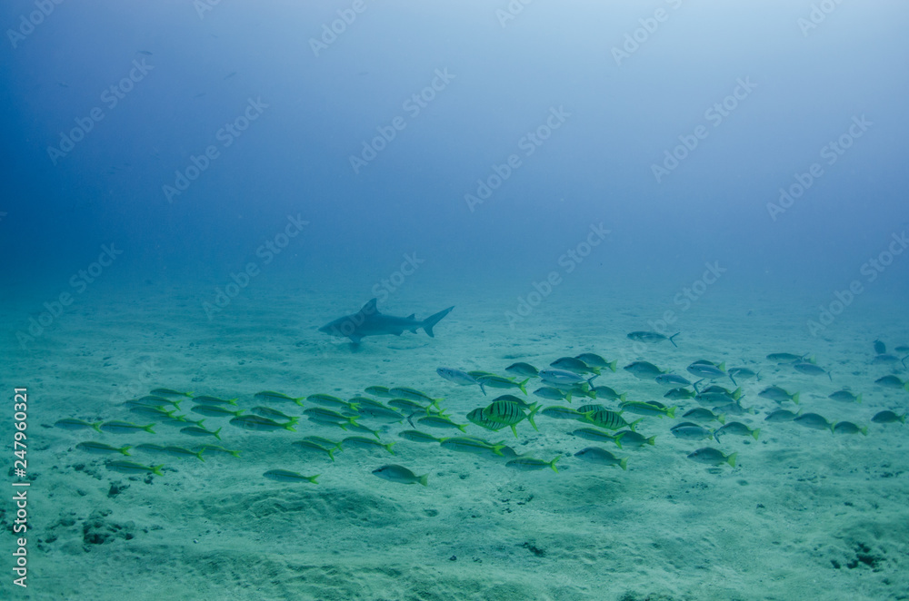 Fototapeta premium Bull Shark (Carcharhinus leucas). reefs of the Sea of Cortez, Pacific ocean. Cabo Pulmo, Baja California Sur, Mexico. The world's aquarium.