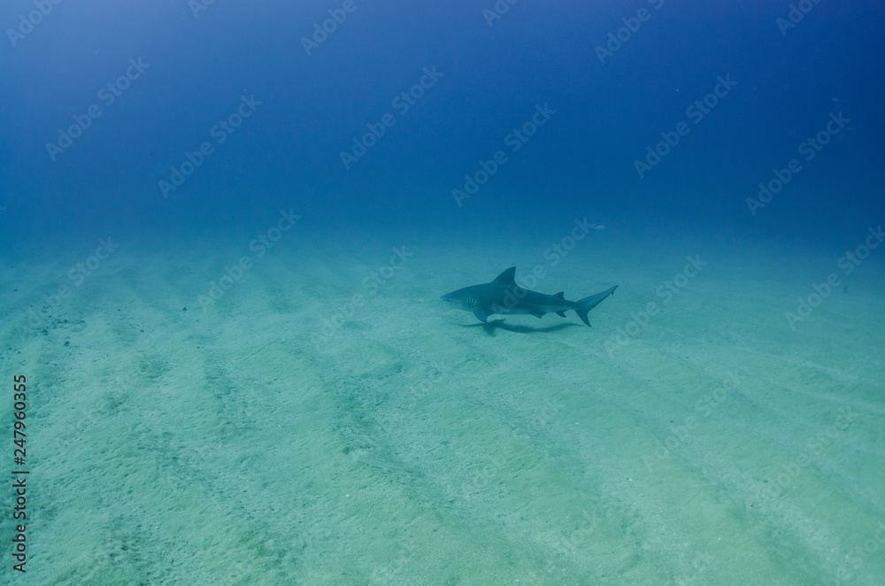 Fototapeta premium Bull Shark (Carcharhinus leucas). reefs of the Sea of Cortez, Pacific ocean. Cabo Pulmo, Baja California Sur, Mexico. The world's aquarium.