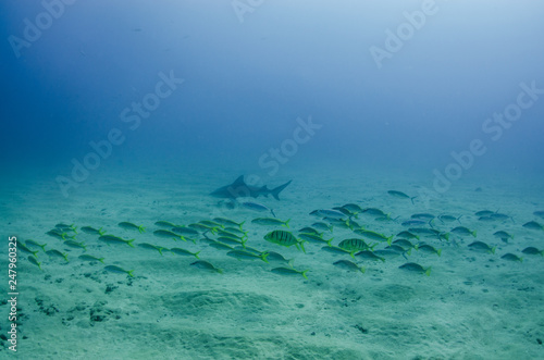 Fototapeta Naklejka Na Ścianę i Meble -  Bull Shark (Carcharhinus leucas). reefs of the Sea of Cortez, Pacific ocean. Cabo Pulmo, Baja California Sur, Mexico. The world's aquarium.