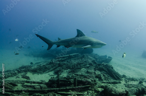 Fototapeta Naklejka Na Ścianę i Meble -  Bull Shark (Carcharhinus leucas). reefs of the Sea of Cortez, Pacific ocean. Cabo Pulmo, Baja California Sur, Mexico. The world's aquarium.