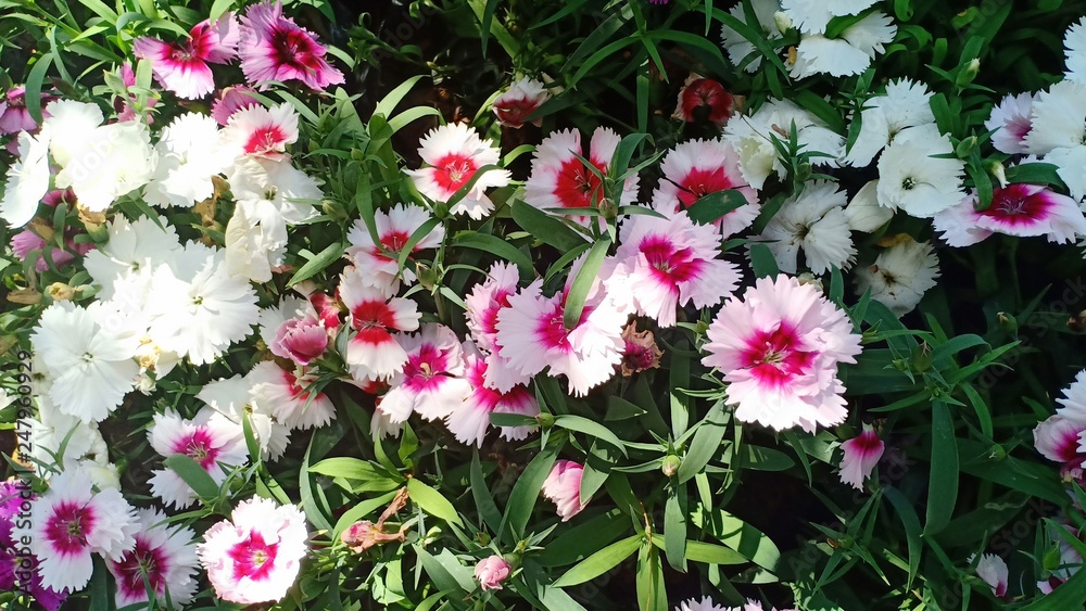 Dianthus flowers at fresh and colorful 