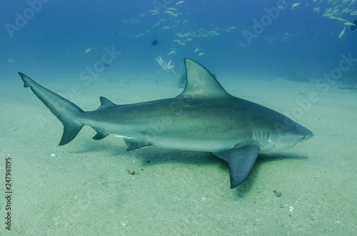 Bull Shark  Carcharhinus leucas . reefs of the Sea of Cortez  Pacific ocean. Cabo Pulmo  Baja California Sur  Mexico. The world s aquarium.