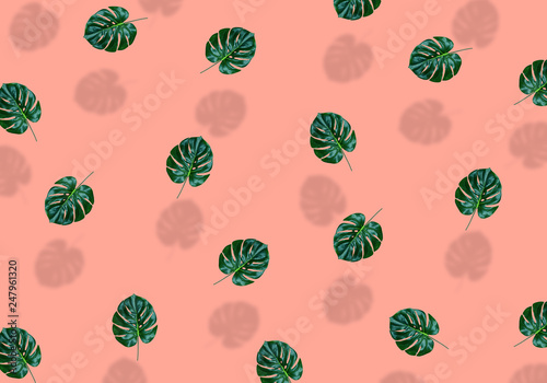 Monstera leaves minimalist pattern concept. Summer coral colored background, tiny palm leaf with shadow, conceptual flat lay design.