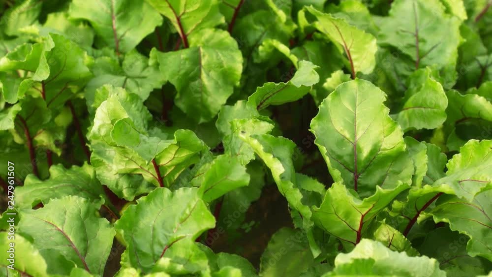Beets in the garden - green leaves swaying in the wind Beets in the garden - green leaves swaying in the wind