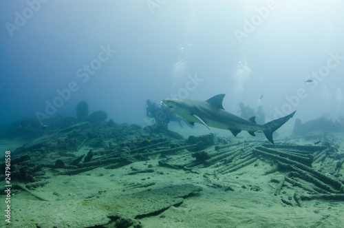 Bull Shark (Carcharhinus leucas). reefs of the Sea of Cortez, Pacific ocean. Cabo Pulmo, Baja California Sur, Mexico. The world's aquarium.