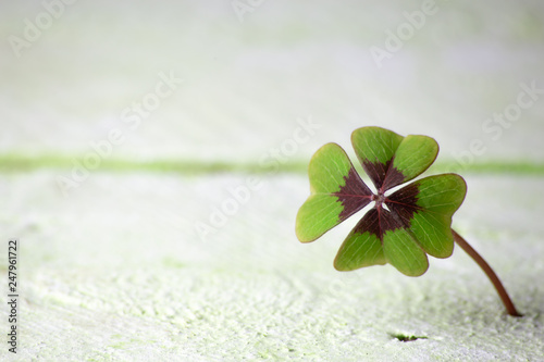 a four-leaf clover grows from wood underground, background concept