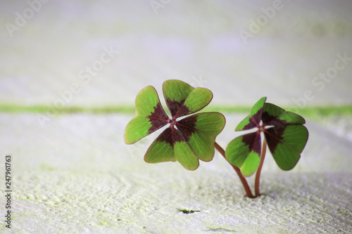 two four-leaf clover grows from wood underground, background concept