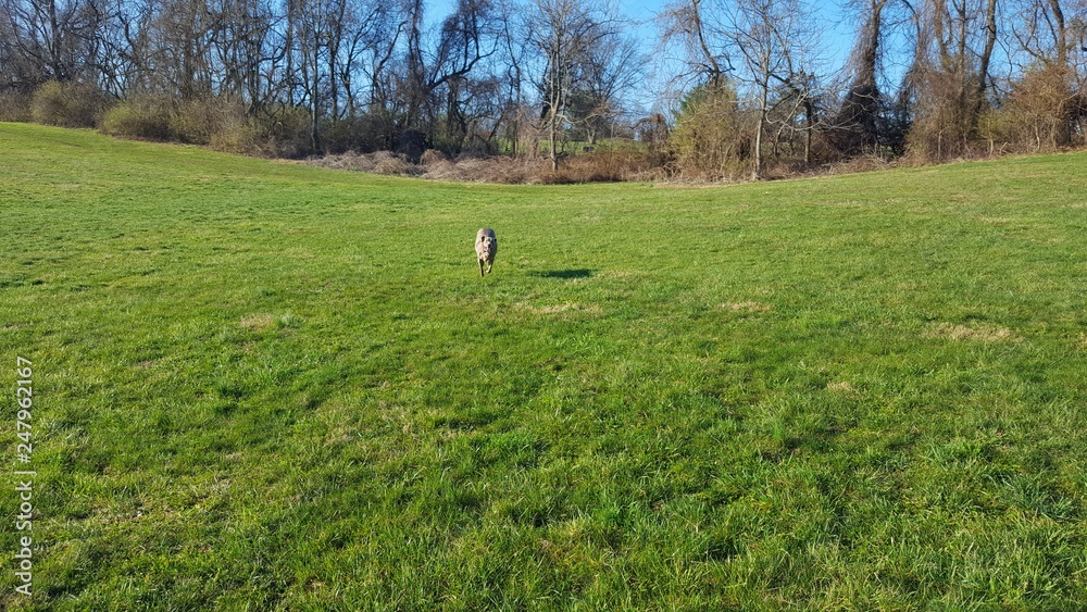 Running Dog Running Dog