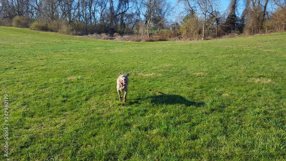 Obraz premium happy dog