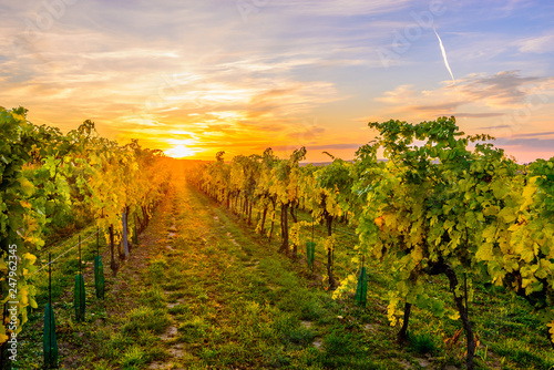 Wineyard in Lower Austria photo