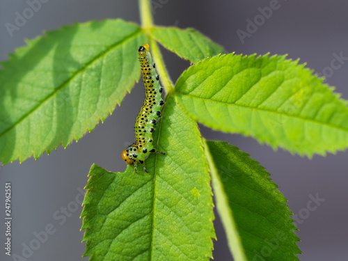 Rose Sawfly Larvae Eating a Leaf. Close Up. photo