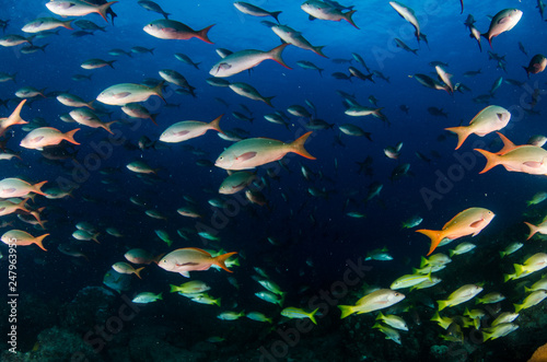 Fotografía Reef fishes from the sea of cortez, mexico