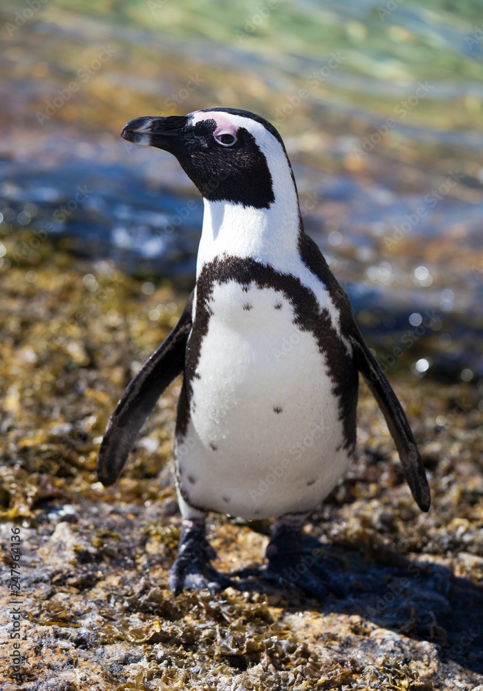 Naklejka premium African penguin (Spheniscus demersus) on Boulders Beach near Cape Town South Africa relaxing in the sun on stones and algae