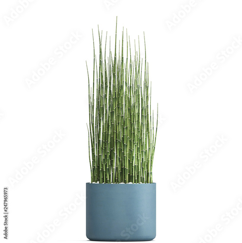 Exotic plants in pot equisetum 