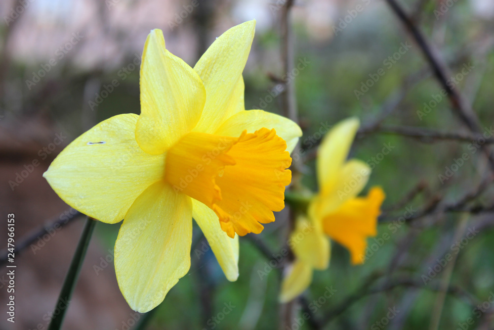 Fototapeta premium Primo piano macro di un fiore di narciso giallo brillante fiorito in primavera con sfondo verde sfocato