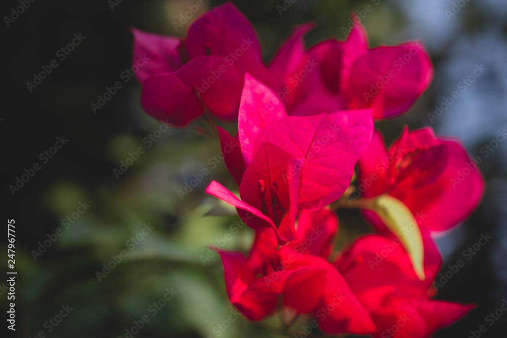 Red flower is on tree in garden nature background