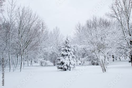 Winter fairy tale in the city park, snowy forest, white trees in the fluffy soft snow © Olena