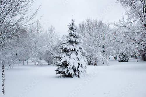 Wallpaper Mural Winter fairy tale in the city park, snowy forest, white trees in the fluffy soft snow Torontodigital.ca